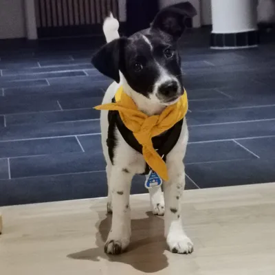 Cookie, der Bürohund von ARES